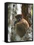 Eastern Woolly Lemur (Avahi Laniger), Madagascar-Andres Morya Hinojosa-Framed Stretched Canvas