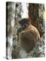 Eastern Woolly Lemur (Avahi Laniger), Madagascar-Andres Morya Hinojosa-Stretched Canvas