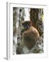 Eastern Woolly Lemur (Avahi Laniger), Madagascar-Andres Morya Hinojosa-Framed Premium Photographic Print