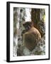 Eastern Woolly Lemur (Avahi Laniger), Madagascar-Andres Morya Hinojosa-Framed Premium Photographic Print