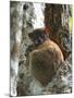 Eastern Woolly Lemur (Avahi Laniger), Madagascar-Andres Morya Hinojosa-Mounted Photographic Print