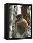 Eastern Woolly Lemur (Avahi Laniger), Madagascar-Andres Morya Hinojosa-Framed Stretched Canvas