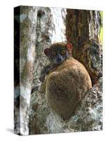 Eastern Woolly Lemur (Avahi Laniger), Madagascar-Andres Morya Hinojosa-Stretched Canvas