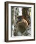 Eastern Woolly Lemur (Avahi Laniger), Madagascar-Andres Morya Hinojosa-Framed Photographic Print