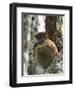 Eastern Woolly Lemur (Avahi Laniger), Madagascar-Andres Morya Hinojosa-Framed Photographic Print