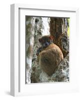 Eastern Woolly Lemur (Avahi Laniger), Madagascar-Andres Morya Hinojosa-Framed Photographic Print