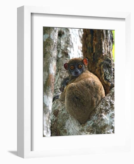 Eastern Woolly Lemur (Avahi Laniger), Madagascar-Andres Morya Hinojosa-Framed Photographic Print