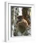 Eastern Woolly Lemur (Avahi Laniger), Madagascar-Andres Morya Hinojosa-Framed Photographic Print