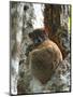 Eastern Woolly Lemur (Avahi Laniger), Madagascar-Andres Morya Hinojosa-Mounted Photographic Print