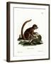 Eastern Woolly Lemur-null-Framed Giclee Print