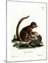 Eastern Woolly Lemur-null-Mounted Giclee Print