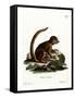 Eastern Woolly Lemur-null-Framed Stretched Canvas