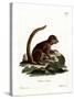 Eastern Woolly Lemur-null-Stretched Canvas