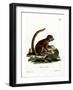 Eastern Woolly Lemur-null-Framed Giclee Print