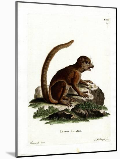 Eastern Woolly Lemur-null-Mounted Giclee Print