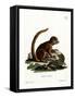 Eastern Woolly Lemur-null-Framed Stretched Canvas