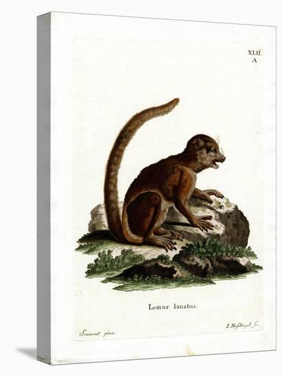 Eastern Woolly Lemur-null-Stretched Canvas