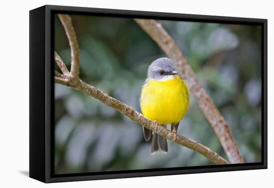 Eastern Yellow Robin, Australia-Howard Ruby-Framed Stretched Canvas