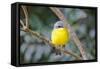 Eastern Yellow Robin, Australia-Howard Ruby-Framed Stretched Canvas