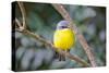 Eastern Yellow Robin, Australia-Howard Ruby-Stretched Canvas