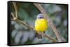 Eastern Yellow Robin, Australia-Howard Ruby-Framed Stretched Canvas