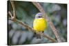 Eastern Yellow Robin, Australia-Howard Ruby-Stretched Canvas