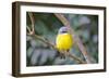 Eastern Yellow Robin, Australia-Howard Ruby-Framed Photographic Print