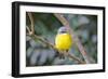 Eastern Yellow Robin, Australia-Howard Ruby-Framed Photographic Print
