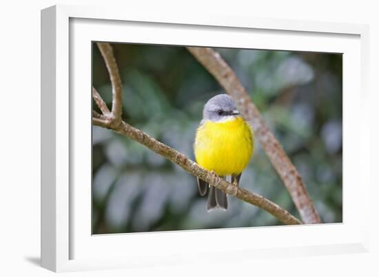 Eastern Yellow Robin, Australia-Howard Ruby-Framed Photographic Print