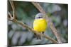 Eastern Yellow Robin, Australia-Howard Ruby-Mounted Photographic Print