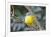 Eastern Yellow Robin, Australia-Howard Ruby-Framed Photographic Print