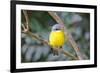 Eastern Yellow Robin, Australia-Howard Ruby-Framed Photographic Print