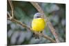 Eastern Yellow Robin, Australia-Howard Ruby-Mounted Photographic Print