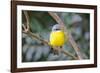 Eastern Yellow Robin, Australia-Howard Ruby-Framed Photographic Print