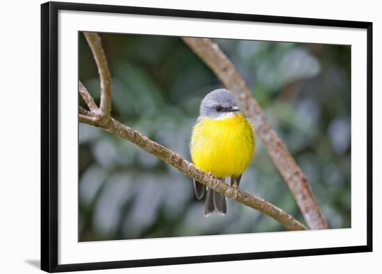 Eastern Yellow Robin, Australia-Howard Ruby-Framed Photographic Print