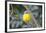 Eastern Yellow Robin, Australia-Howard Ruby-Framed Photographic Print