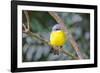 Eastern Yellow Robin, Australia-Howard Ruby-Framed Photographic Print