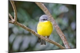 Eastern Yellow Robin, Australia-Howard Ruby-Mounted Photographic Print