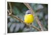 Eastern Yellow Robin, Australia-Howard Ruby-Framed Photographic Print