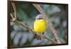 Eastern Yellow Robin, Australia-Howard Ruby-Framed Photographic Print