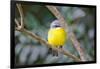 Eastern Yellow Robin, Australia-Howard Ruby-Framed Photographic Print