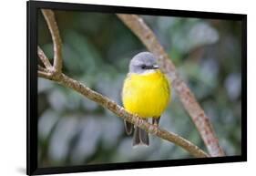 Eastern Yellow Robin, Australia-Howard Ruby-Framed Photographic Print