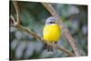 Eastern Yellow Robin, Australia-Howard Ruby-Stretched Canvas