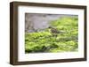 Eastern yellow wagtail, Dingle Marshes, Suffolk, UK-Robin Chittenden-Framed Photographic Print