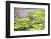 Eastern yellow wagtail, Dingle Marshes, Suffolk, UK-Robin Chittenden-Framed Photographic Print