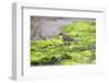 Eastern yellow wagtail, Dingle Marshes, Suffolk, UK-Robin Chittenden-Framed Photographic Print