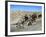 Easy Rider, Dennis Hopper, Peter Fonda, 1969-null-Framed Photo