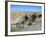 Easy Rider, Dennis Hopper, Peter Fonda, 1969-null-Framed Photo