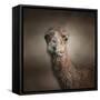 Eat Your Veggies Camel-Jai Johnson-Framed Stretched Canvas
