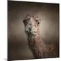 Eat Your Veggies Camel-Jai Johnson-Mounted Giclee Print